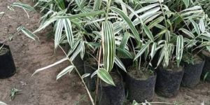 White Bamboo Plant
