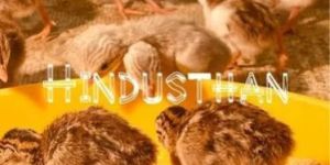 20 Days Old Fowl Chicks