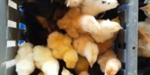 Aseel Country Chicks