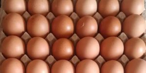bv380 Brown Eggs