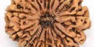 14 Mukhi Rudraksha