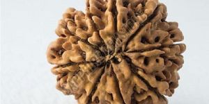9 Mukhi Nepali Rudraksha