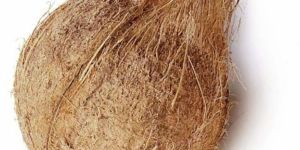 Fresh Semi Husked Coconut