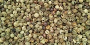 Turkey Berry (Sundavathal)