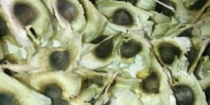 Moringa Drumsticks Seeds