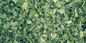 Moringa Leaf