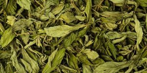 Stevia Leaves
