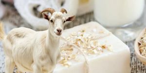 Goat Milk Soap