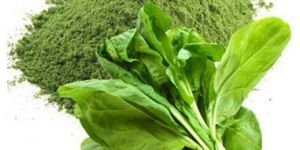 Spinach Powder