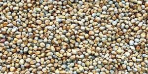 Green Millet
