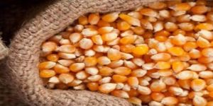 Maize (Corn)