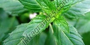 Natural Menthol Oil