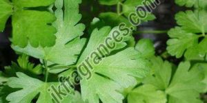 Organic Coriander Oil