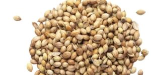 Coriander Seeds