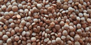 Masoor Dal