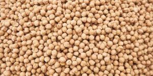 White Chickpeas