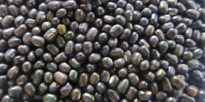 Whole Urad Dal