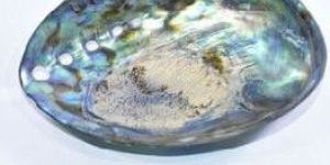 Multicolor Abalone Shell