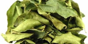 Curry Leaves