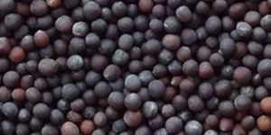 Mustard Seeds