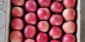 Gala Apple