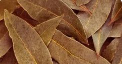 Bay Leaf