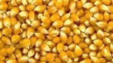 Corn Seeds