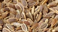Dill Seeds