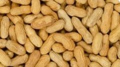 Groundnut