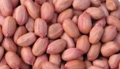 Peanut