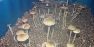 Mushroom Growing Chamber