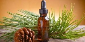 Coriander Oil