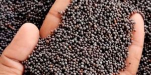 Black Mustard Seeds