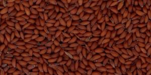 brown asaliya-halim seed