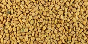 Fenugreek Seed