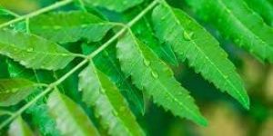 Green Natural Neem Leaves