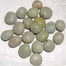 Natural Karanjwa Beej - Gataran - Sagargota - Caesalpinia Bonducella