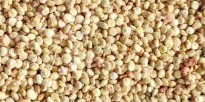 Quinoa Seeds