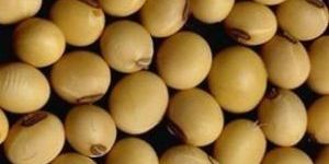 Soya Bean Seeds