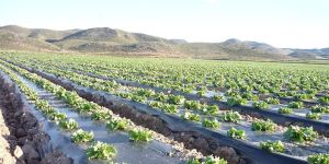 Plastic Mulching Film