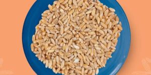 Indian Wheat Grains