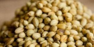 Coriander Seeds