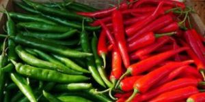 Red And Green Chilli