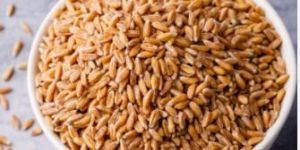 Wheat Seeds