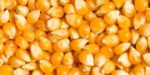 Yellow Corn