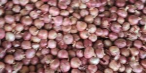 Onions