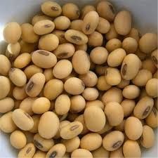 High Protein Soybeans