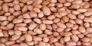 Ground Nut