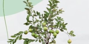 Amla Plant