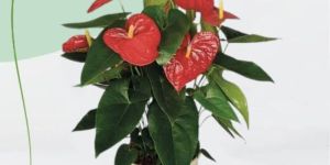 anthurium red flamingo plant